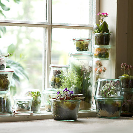 Canning Jar Terrariums