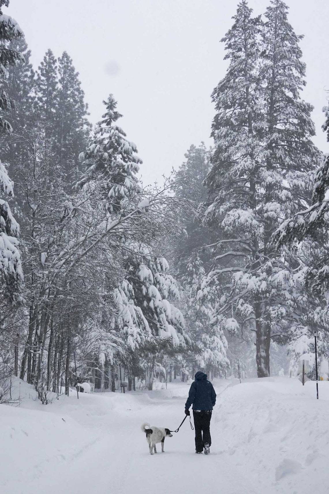 A person walks with a dog on a snow-covered road during a storm, Saturday, March 2, 2024, in Truckee, Calif. A powerful blizzard howled Saturday in the Sierra Nevada as the biggest storm of the season shut down a long stretch of Interstate 80 in California and gusty winds and heavy rain hit lower elevations, leaving tens of thousands of homes without power. Brooke Hess-Homeier/AP