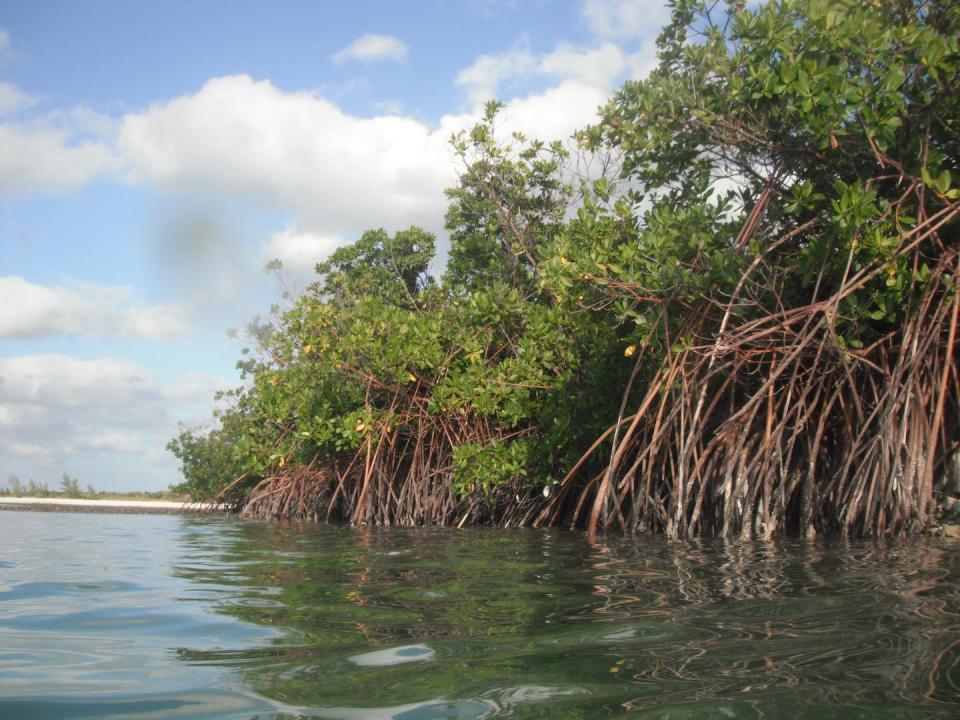 Mangrove forests like this one in the Bahamas provide natural protection against tropical storms and flooding, but they often are destroyed for development projects. <a href="https://flic.kr/p/SZHorA" rel="nofollow noopener" target="_blank" data-ylk="slk:Sterling College/Flickr;elm:context_link;itc:0;sec:content-canvas" class="link ">Sterling College/Flickr</a>, <a href="http://creativecommons.org/licenses/by/4.0/" rel="nofollow noopener" target="_blank" data-ylk="slk:CC BY;elm:context_link;itc:0;sec:content-canvas" class="link ">CC BY</a>