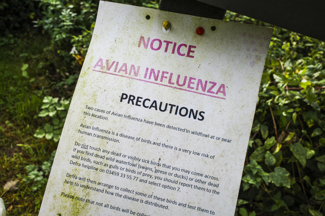 FALMOUTH, ENGLAND - NOVEMBER 07: Notices are displayed at Swanpool Nature Reserve warning of cases of Bird Flu on November 07, 2022 in Falmouth, Cornwall, England. (Photo by Hugh R Hastings/Getty Images)