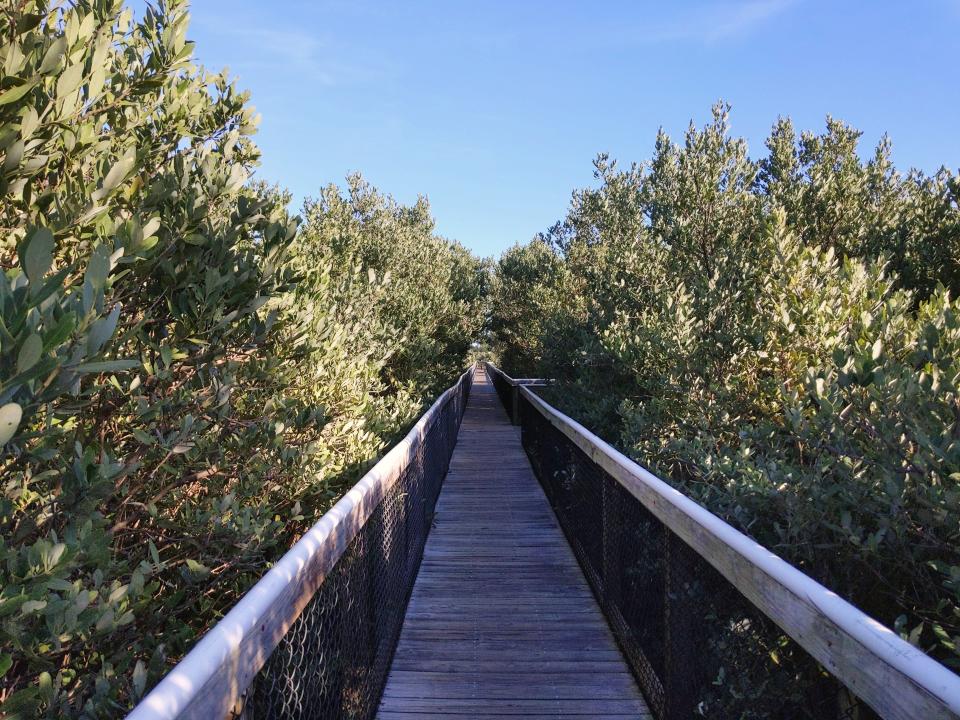 A long boardwalk leading through mangroves.