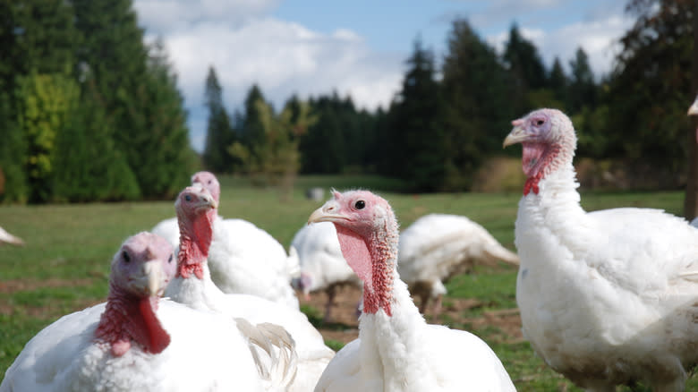 Turkeys on pasture grazing