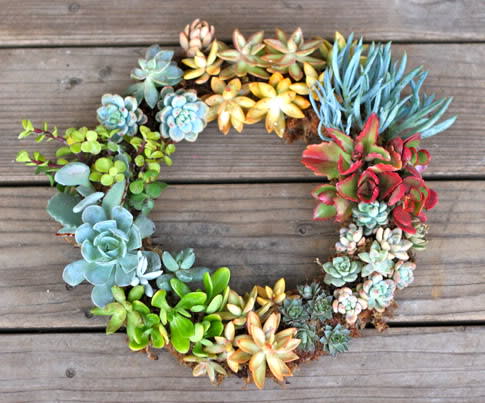 DIY Succulent Wreath