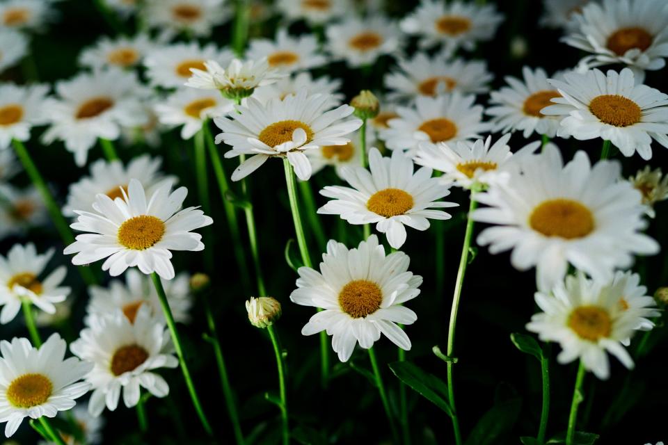 L.E.A.F. featured over one million flowers—including these daisies.