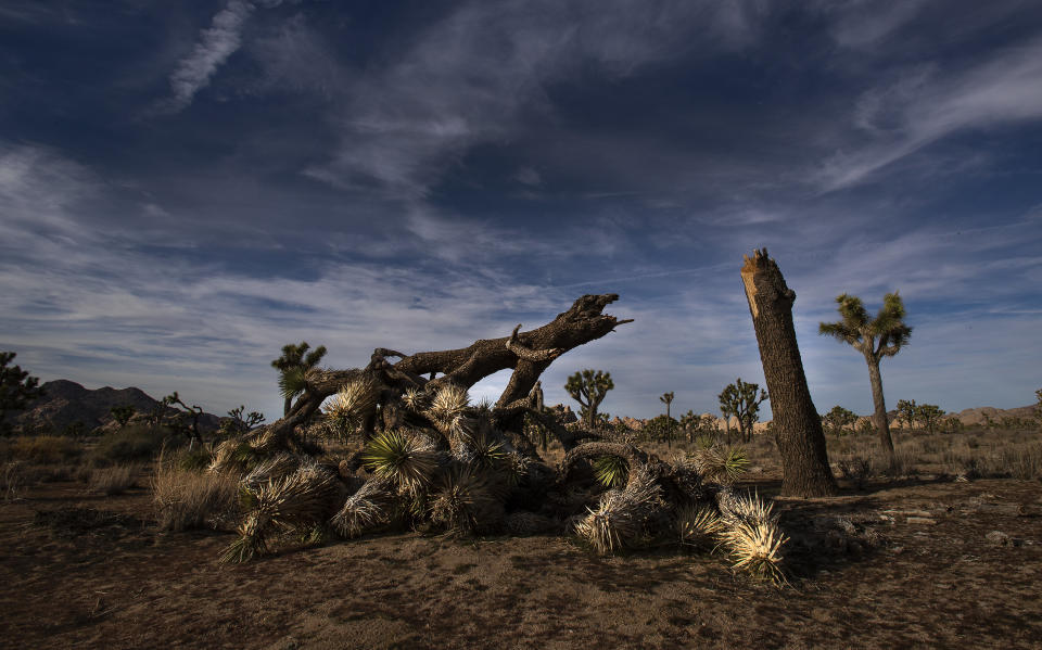 A once vibrant Joshua tree, felled in an act of vandalism in Joshua Tree National Park in California. (Photo: Gina Ferazzi via Getty Images)