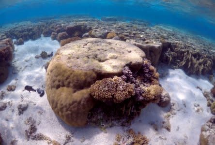 FILE PHOTO: A large piece of coral can be seen in the lagoon on Lady Elliot Island, on the Great Barrier Reef, northeast from Bundaberg town in Queensland, Australia, June 9, 2015. REUTERS/David Gray/File Photo