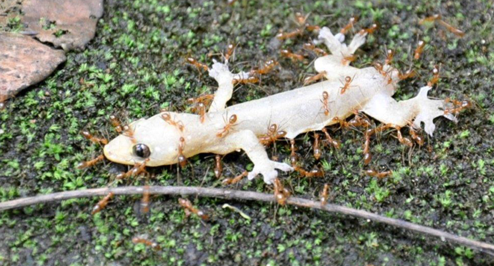 Yellow crazy ants seen seating a lizard. 