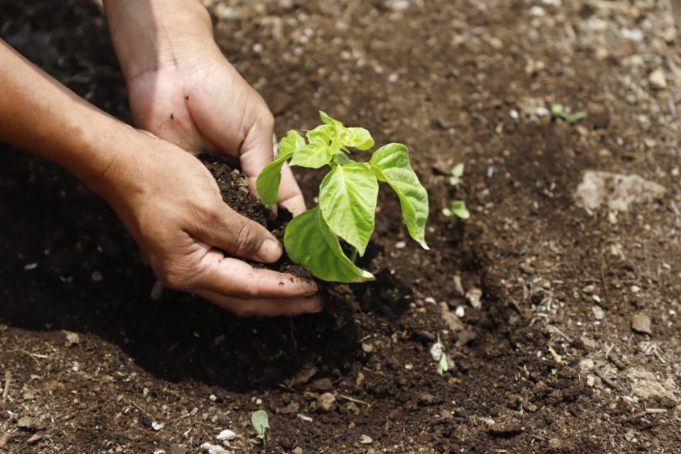 A person plants a seedling at a Planting Life site, a jobs and reforestation program promoted by Mexican President Andres Manuel Lopez Obrador, in Kopoma, Yucatan state, Mexico, Thursday, April 22, 2021. President Lopez Obrador is making a strong push for his oft-questioned tree-planting program, trying to get the United States to help fund expansion of the program into Central America as a way to stem migration. (AP Photo/Martin Zetina)