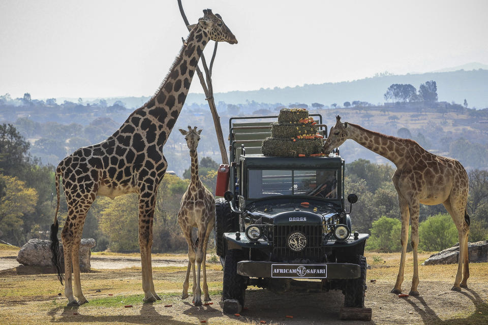  La jirafa Benito en el Africam Safari de Puebla (Foto:Jose Castañares / AFP) (Foto: by JOSE CASTANARES/AFP via Getty Images)