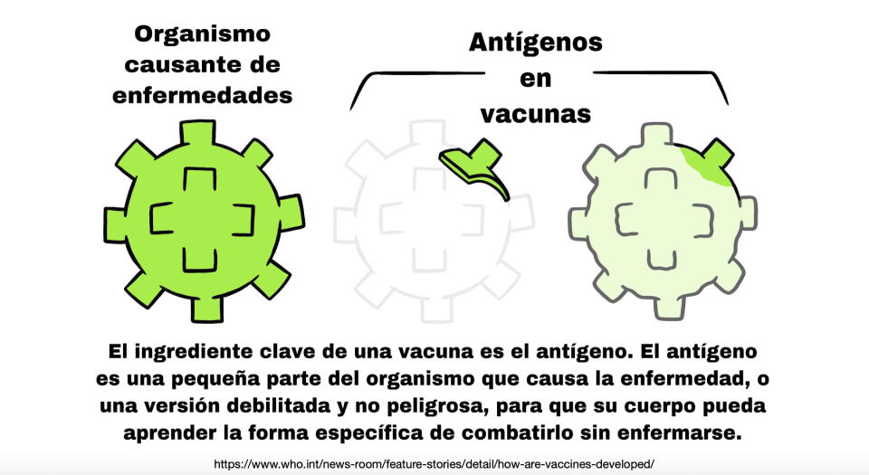 This illustration provided by LaGuardia Community College, shows a Spanish-language diagram explaining the function of antigens in vaccines, which is part of a brochure on COVID-19 produced by students at the college. The multilingual project was spearheaded by professor Lucia Fuentes, who guided her honors biology students in researching, preparing and publishing information on the coronavirus and the vaccines developed to counter it. (LaGuardia Community College via AP)