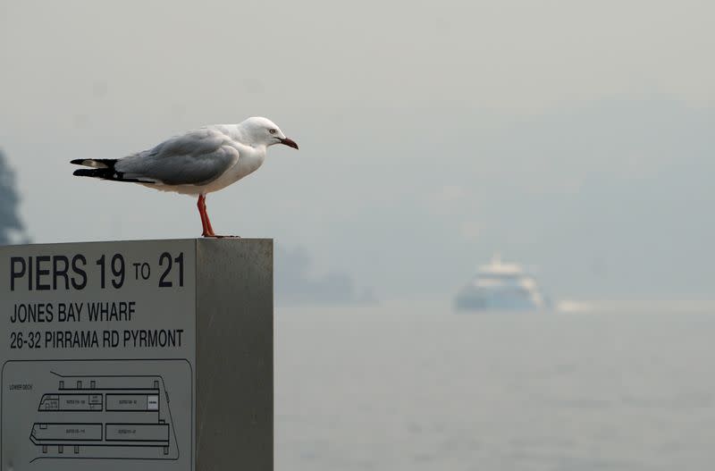 A seagull perches on a sign as a ferry can be seen through smoke haze from bushfires, in Sydney