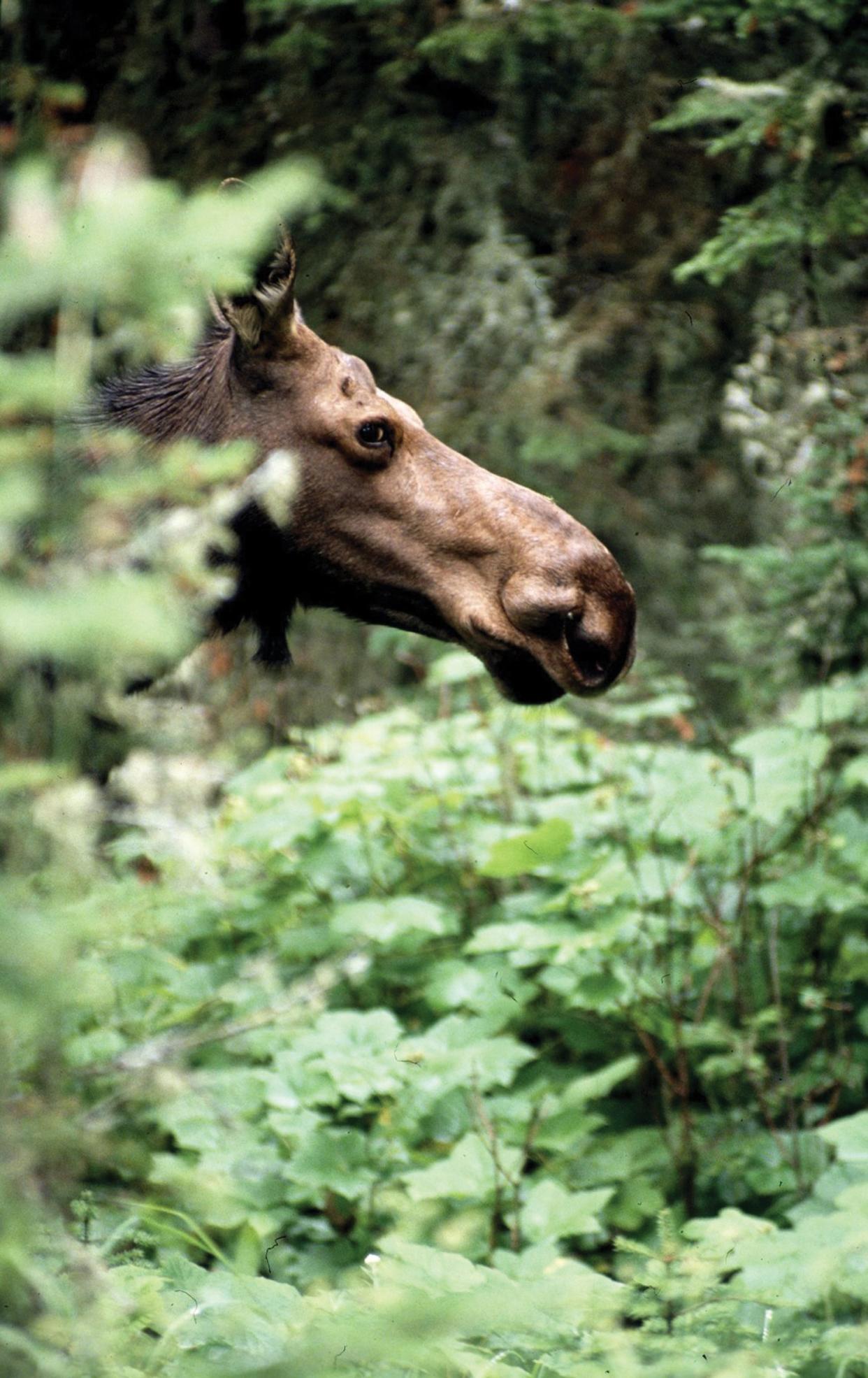 A moose peers through the trees in Isle Royale National Park near Rock Harbor, Michigan, in Lake Superior's northern reaches.