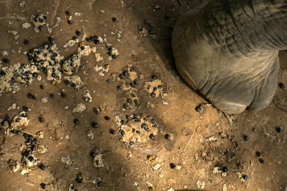 A coffee bean mixture on the ground after an elephant feeds at the Anantara Golden Triangle resort in Golden Triangle, northern Thailand.