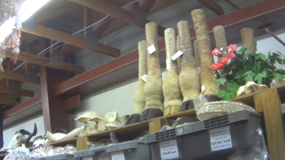 Giraffe feet and partial legs for sale at Atlantic Coral Enterprises in St. Augustine, Florida, in March. (Photo: The Human Society of the United States)