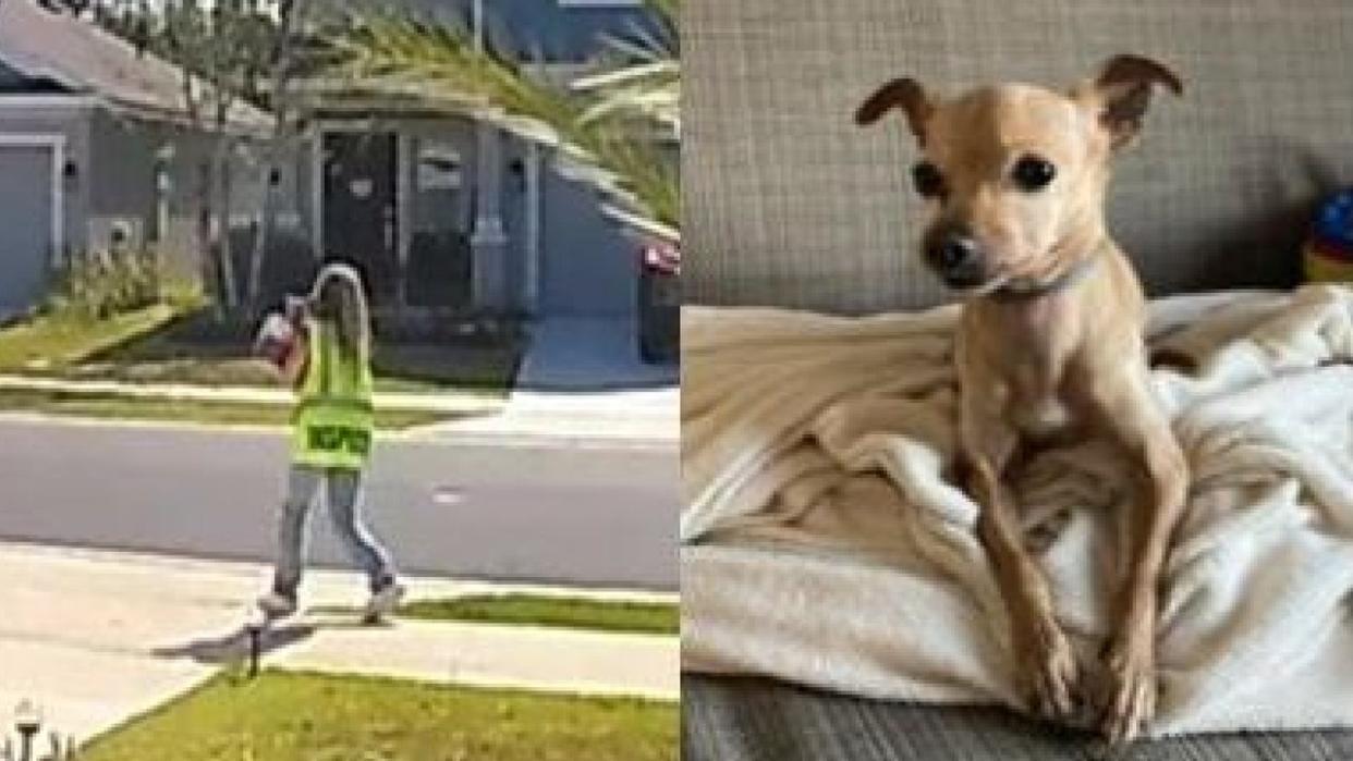 <div>A dog was taken from Sand Trap Court in Daytona Beach on April 29, 2024. (Photo: Daytona Beach Police Department)</div>