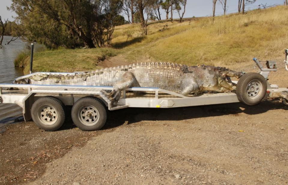 saltwater crocodile