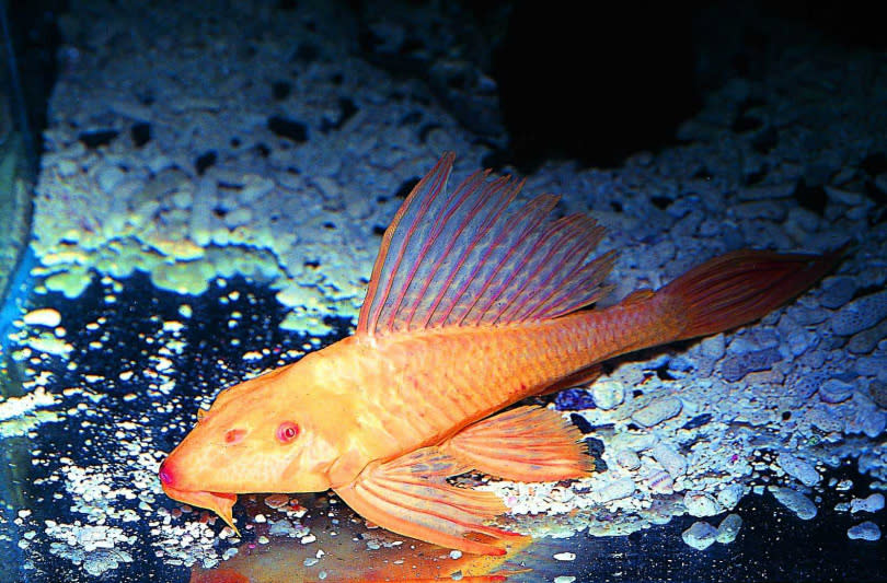 琵琶鼠80年代開始由水族業者引進，賣給顧客養在水族箱內，負責吃箱底的藻類穢物淨化水質。（圖／報系資料照）