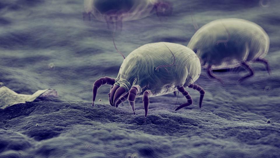 Recreación en 3D de los ácaros que pueden habitar las sábanas. <a href="https://www.shutterstock.com/es/image-illustration/3d-rendered-illustration-dust-mites-2100199630" rel="nofollow noopener" target="_blank" data-ylk="slk:Sebastian Kaulitzki /Shutterstock;elm:context_link;itc:0;sec:content-canvas" class="link ">Sebastian Kaulitzki /Shutterstock</a>