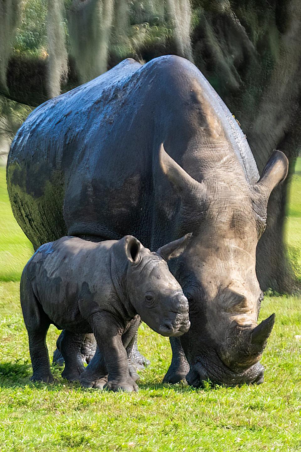 Busch Gardens Rhino Birth