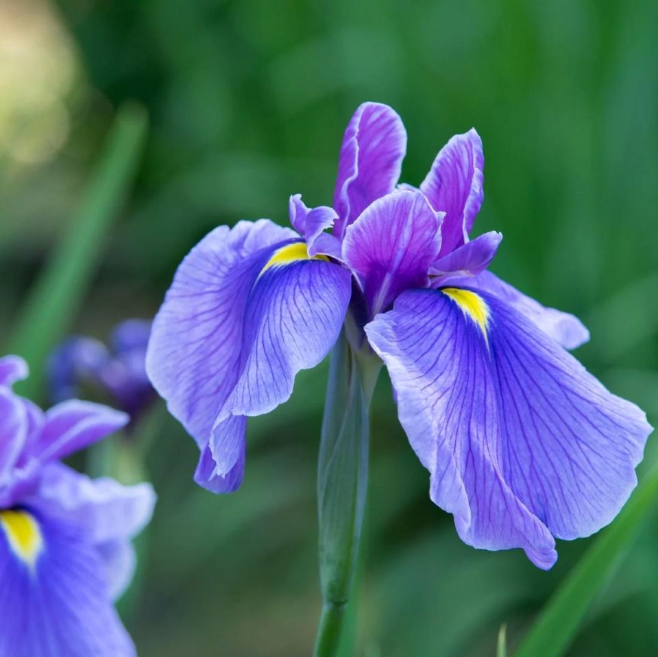 Blue Flag Iris flower with some yellow on petals.