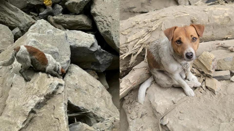 立下大功的是花蓮縣搜救犬小組的Wilson。（圖／翻攝自花蓮搜救犬隊～ｗｈｆ犬客臉書）