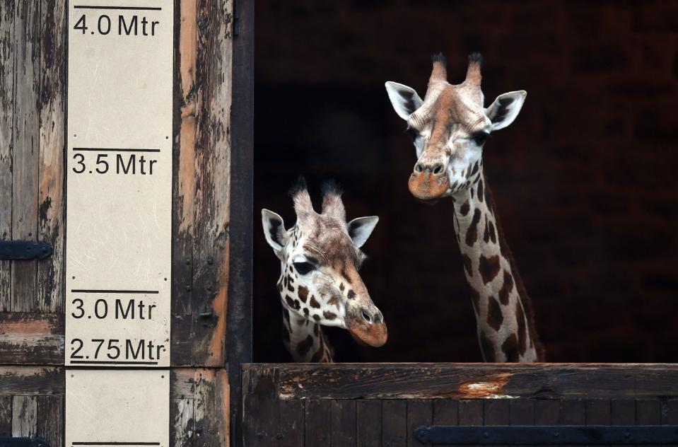 The most popular attraction outside of London last year was Chester Zoo - Credit: GETTY