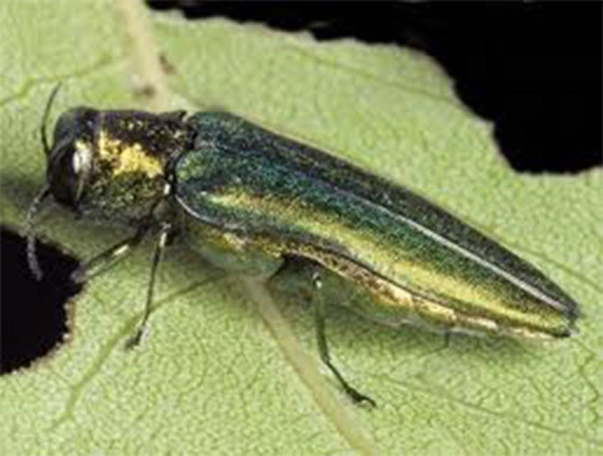 This file photo of an emerald ash borer clearly shows how the invasive pest, native to Asia, got its name.