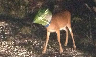 Deer Found With Doritos Bag Stuck On Head