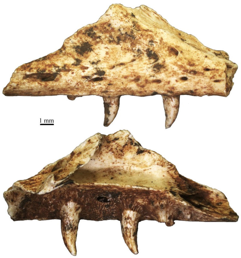 The upper jaw, or maxilla, of a monitor lizard that lived about 800,000 years ago near what is today Athens. Previously, monitor lizards were thought to have gone extinct in Europe 2.5 million years ago. <cite>Georgios Georgalis</cite>