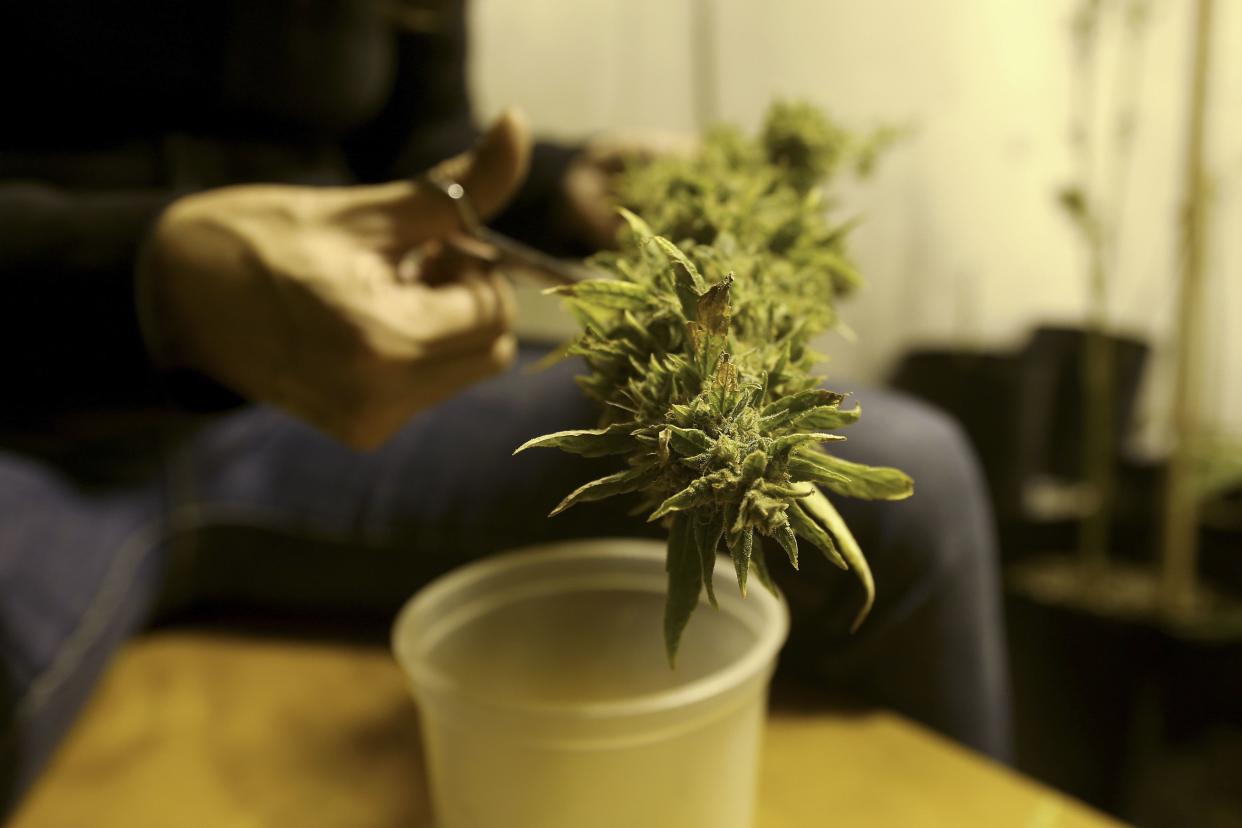 File photo of a marijuana home grower working on a marijuana flower in Montevideo March 7, 2014. (Reuters)