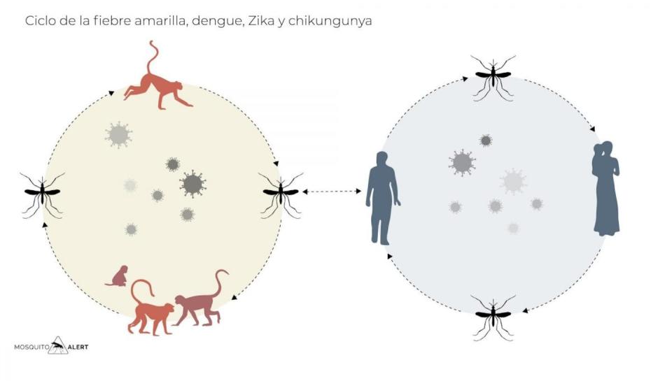 Ciclo de los virus de la fiebre amarilla, el dengue, el zika y el chikungunya. MosquitoAlert
