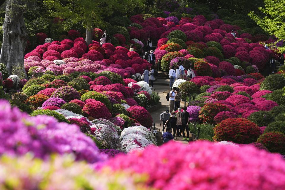 Visitors walk through azalea blossoms at Nezu Shrine on a mild spring day Monday, April 15, 2024, in Tokyo. In the Shinto beliefs, Nezu Shrine was built about 1900 years ago, and it's considered one of the oldest shrines in Tokyo. (AP Photo/Eugene Hoshiko)