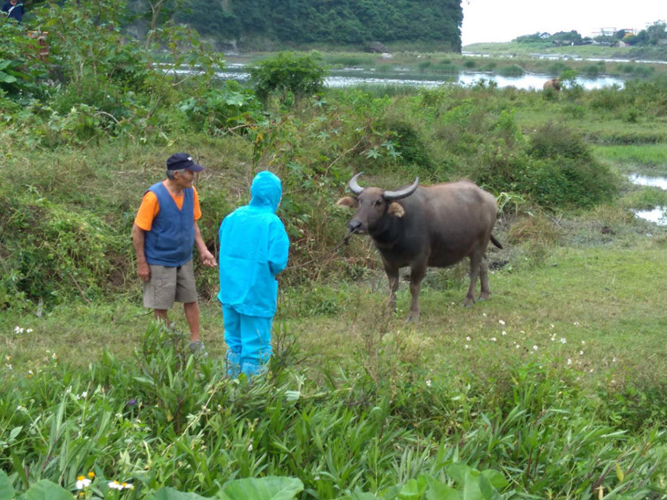 花蓮縣政府啟動牛結節疹緊急防疫措施，免費提供消毒劑和捕蚊燈。