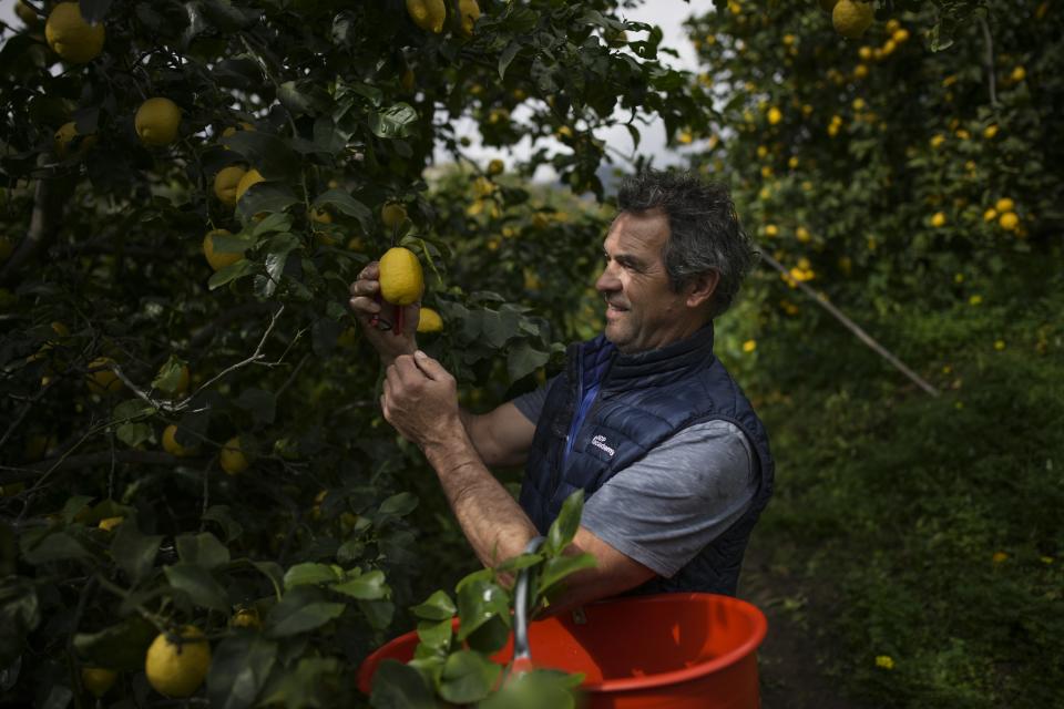 A visitor picks lemons during a guided tour at the Maison du Citron lemon farm in Menton, France, Saturday, March 2, 2024. (AP Photo/Daniel Cole)