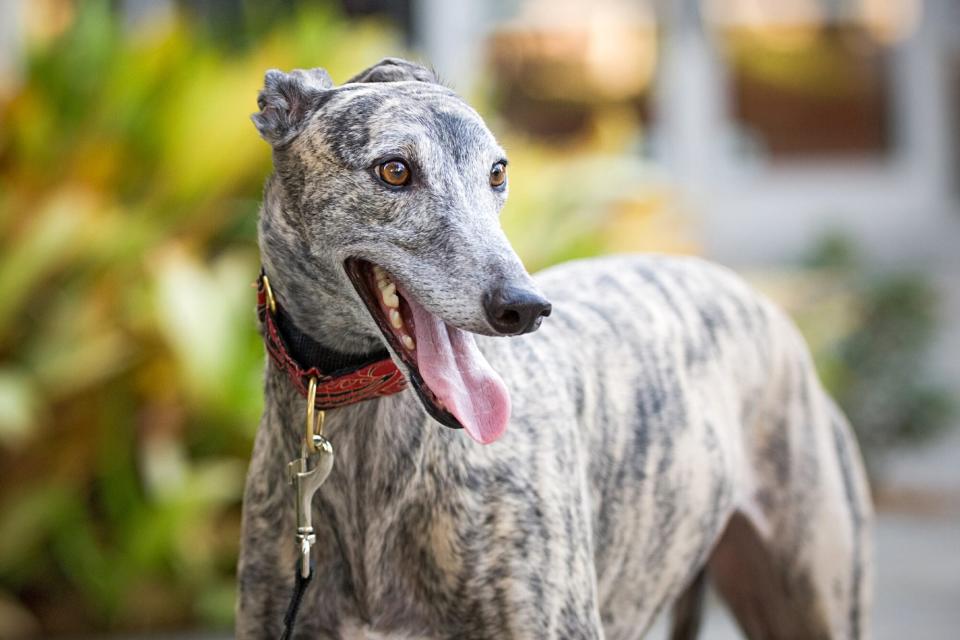 brindle greyhound standing with her tongue out