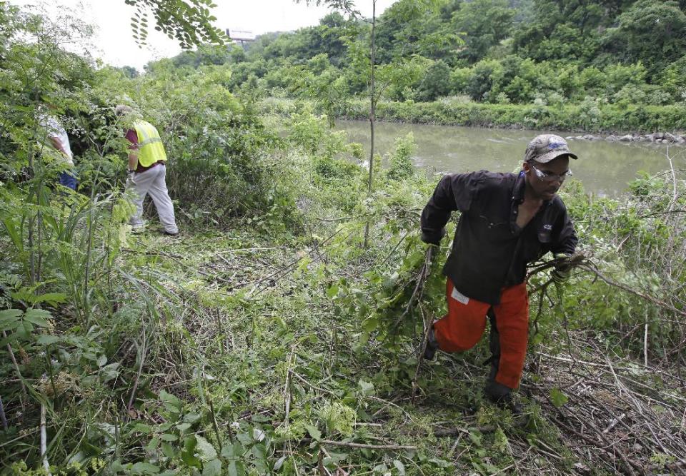 In this Wednesday, June 12, 2013 photo, Duke Energy employee Mark Davis removes brush from along the Mill Creek, in Cincinnati. Duke provided volunteers to help with the city's efforts to clean up the creek that runs through industrial areas and has long been a problem due to deforestation, pollution and sewer overflow. (AP Photo/Al Behrman)