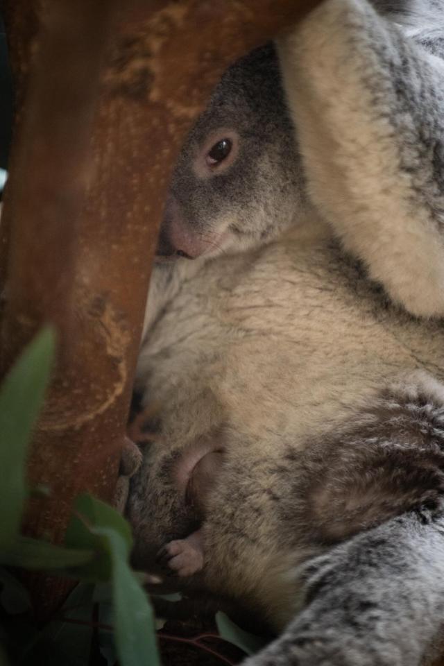 Peek-a-boo! Columbus Zoo welcomes first baby koala in 15 years