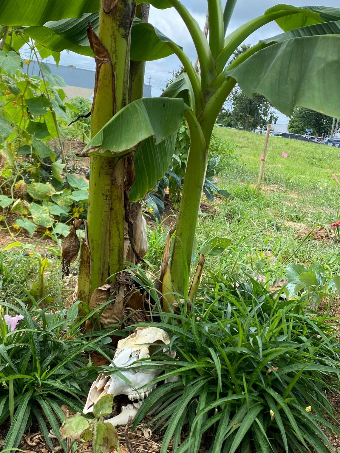 A decorative skull graces the community garden at Dawson and Martin streets in downtown Raleigh.