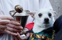 <p>Father Angel (L), parish priest of San Anton Church blesses a dog during the celebrations of San Anton in Madrid, Spain on Jan. 17, 2018. (Photo: Fernando Alvarado/EFE via ZUMA Press) </p>