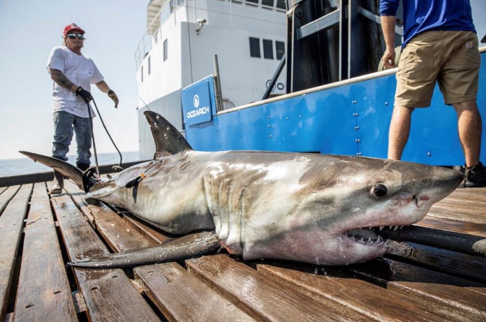 Ocracoke, a tagged great white shark, seen here on the OCEARCH research vessel when it was captured briefly on April 21, 2023, off the coast of North Carolina.