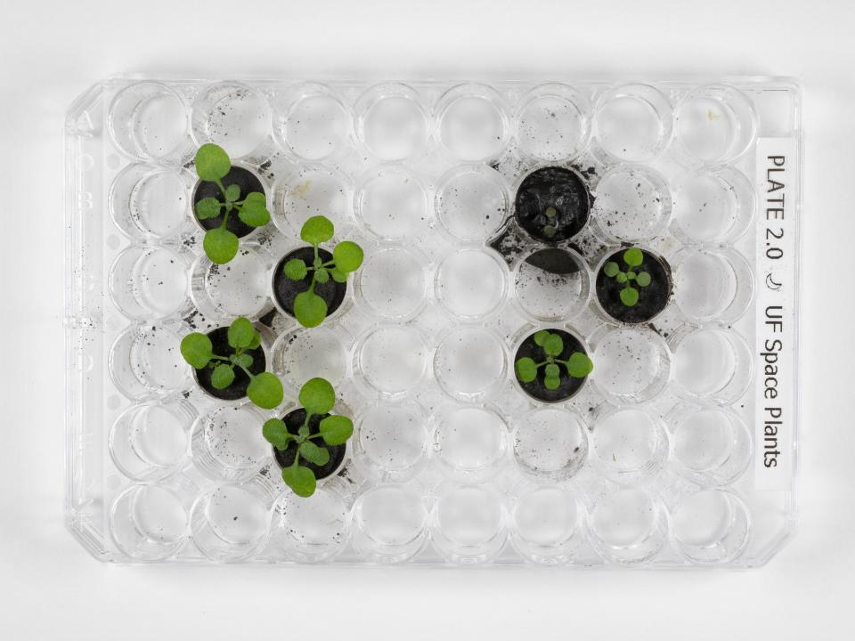 This 2021 photo shows the differences between thale cress plants grown in volcanic ash from Earth, which had a similar particle size and mineral composition to lunar soil, left, compared with those grown in the lunar soil, right, after 16 days.