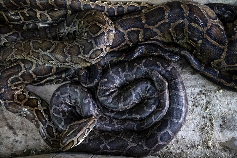 Rescued Burmese pythons lie in a cage at a monastery that has turned into a snake sanctuary on the outskirts of Yangon, Myanmar