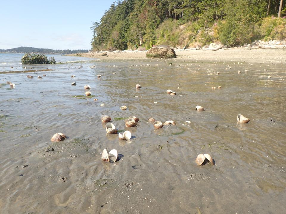 Dead cockles seen on a beach July 15, 2021, in Skagit Bay.