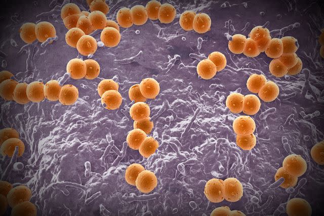 <p>Getty Images/Science Photo Library RF</p> Illustration of neisseria meningitidis bacteria