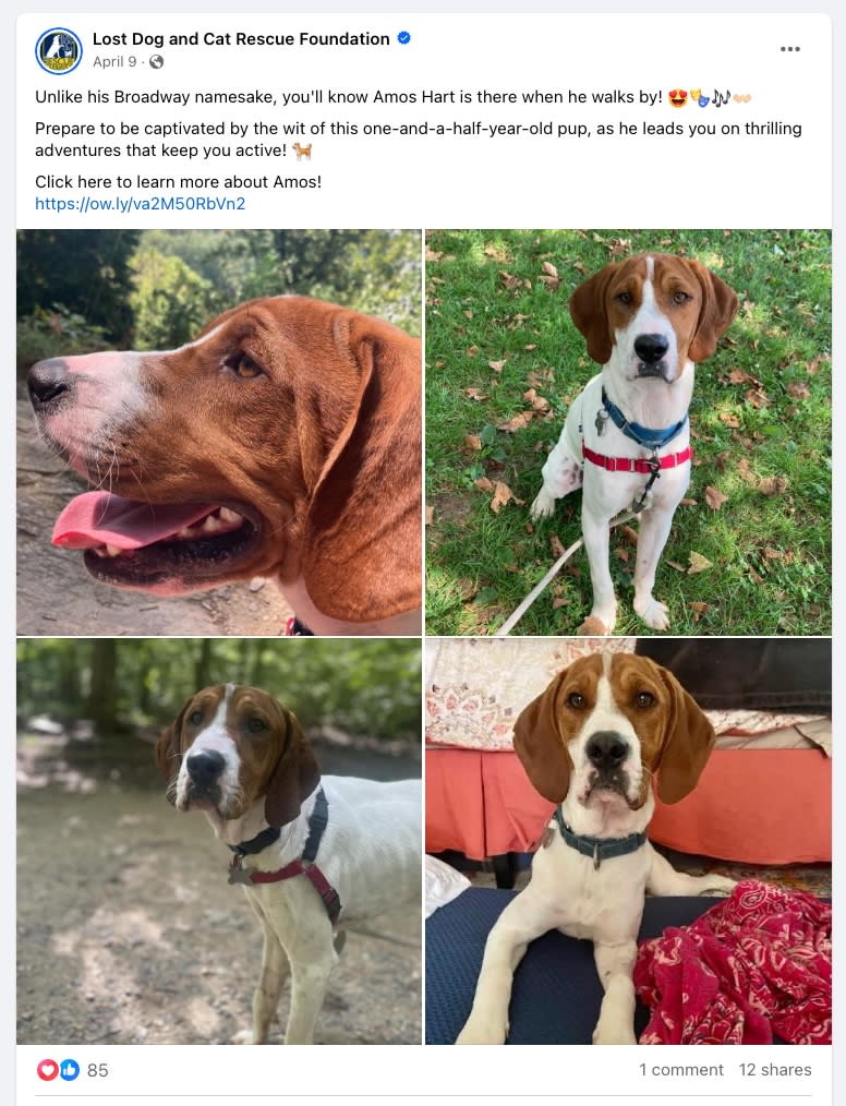 Pereira has since learned that Montgomery County Animal Services decided that Beau did not need to be euthanized and returned the dog to the rescue without informing her. Lost Dog and Cat Rescue Foundation