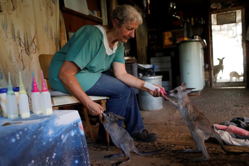 The Wider Image: At home with couple who saved baby kangaroos from the fires