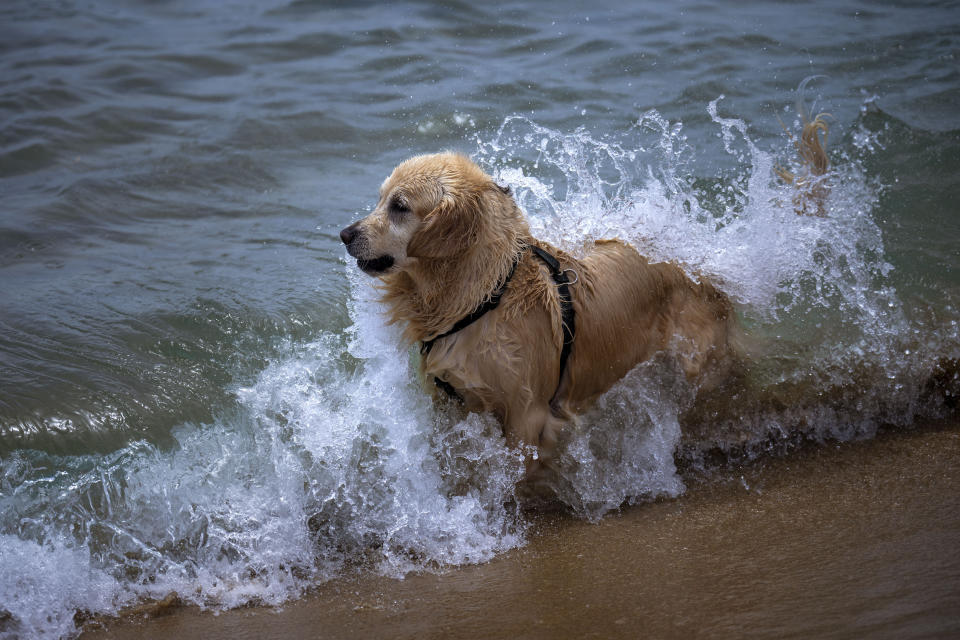 A dog cools off on a beach in Barcelona, Spain, Monday, July 17, 2023. Spain's Aemet weather agency said a heatwave starting Monday "will affect a large part of the countries bordering the Mediterranean" with temperatures in some southern areas of Spain exceeding 42-44 ºC. (AP Photo/Emilio Morenatti)