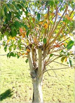 Weakly attached branches that are subject to breakage due to incorrect pruning (topping).