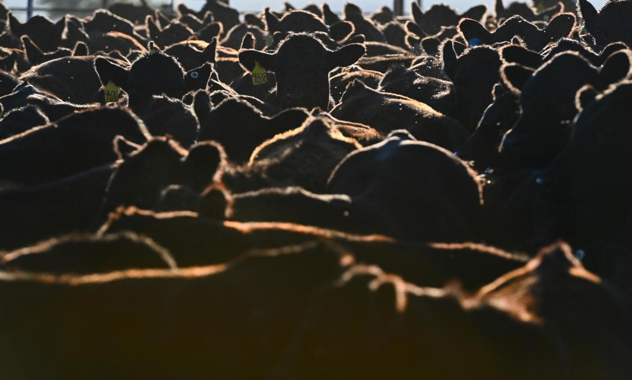 <span>JBS is the parent company of the Swift, Certified Angus Beef, Pilgrim’s Pride and Grass Run Farms brands.</span><span>Photograph: The Washington Post/Getty Images</span>