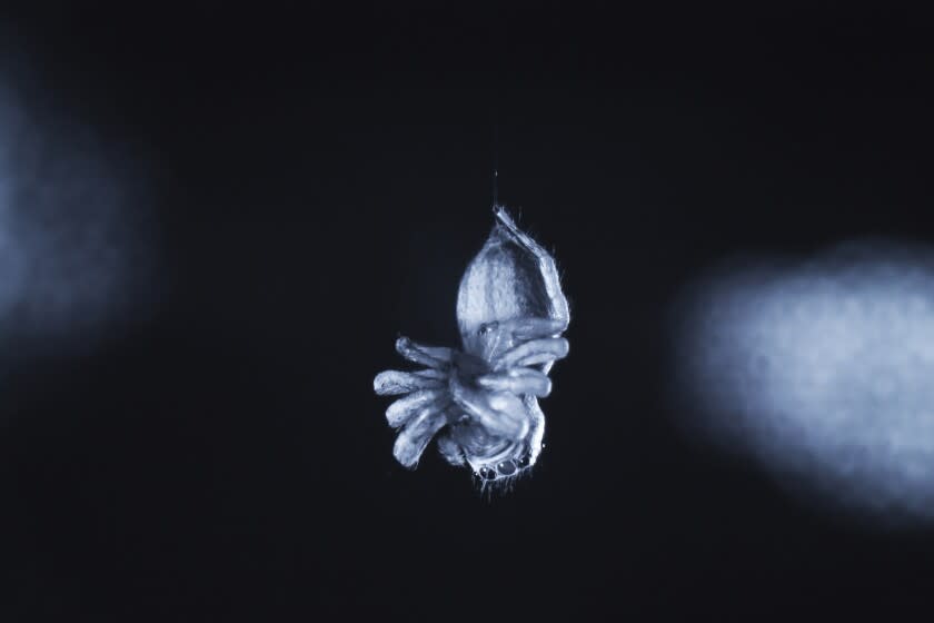 En esta imagen de agosto de 2022, cortesía de Daniela C. Roessler, se ve a una araña saltarina (E. arcuata) con las patas dobladas durante un estado similar al sueño profundo. (Daniela C. Roessler vía AP)